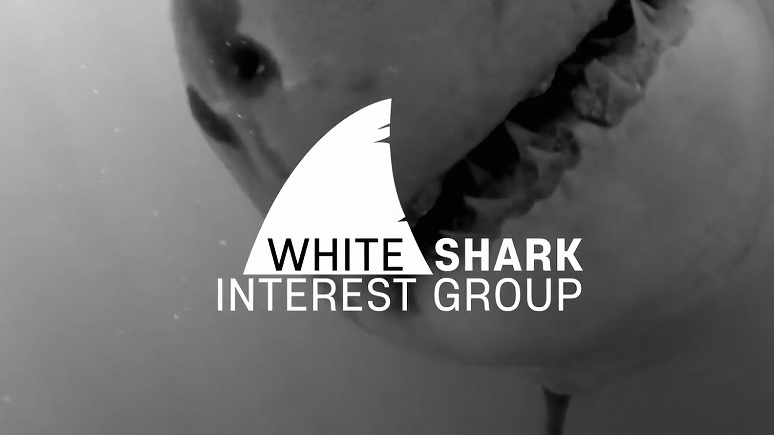 White Shark Interest Group 4K promo